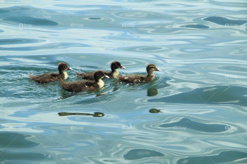 Ducklings