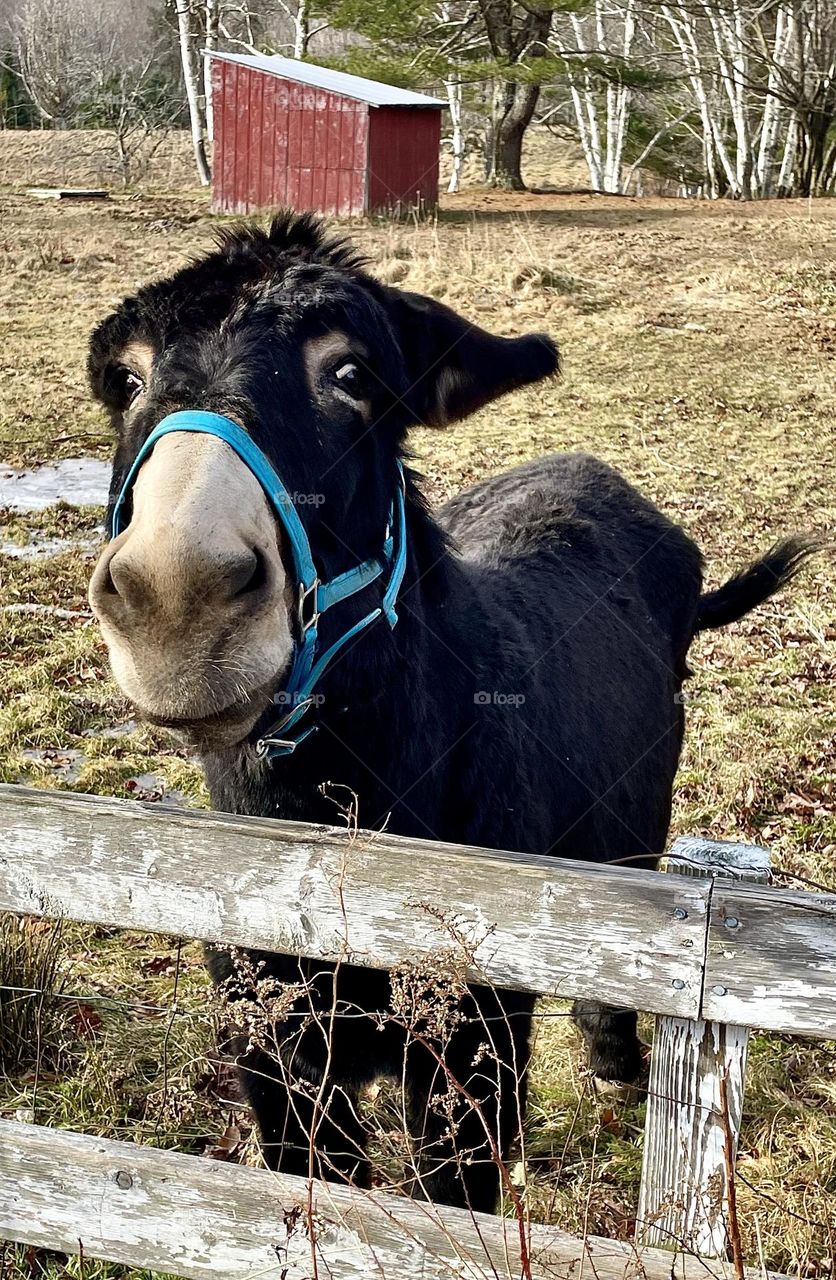 A happy donkey wags his tail in anticipation of some good scratches on his muzzle.
