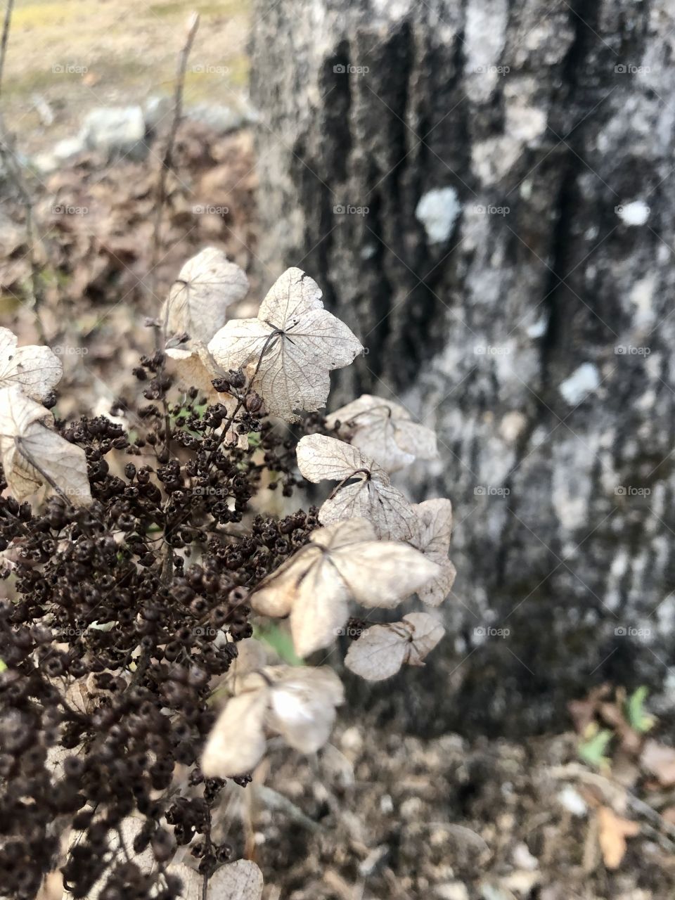 Dried wild oak leaf hydrangea 