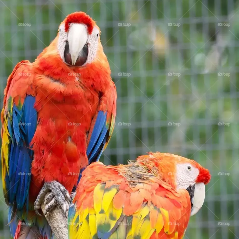 Colorful birds