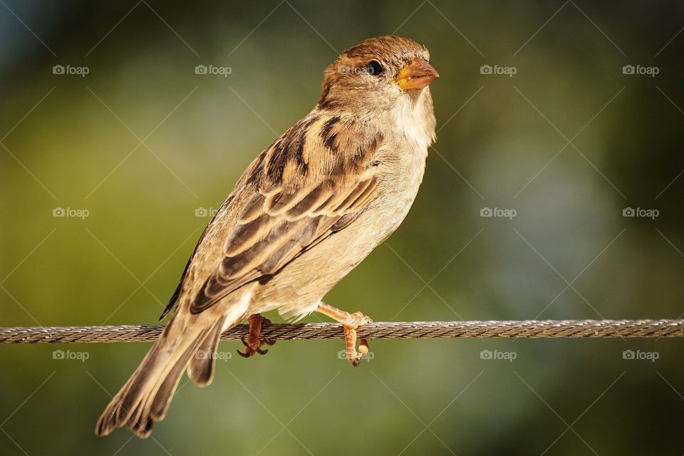 Sparrow seating on a roap, wallpaper and background, suitable for the mobile phone and computer, download now.