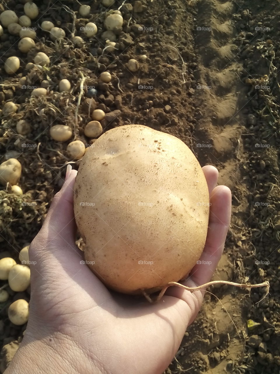 this photo is white potato photo. the potato name of FC-5 .