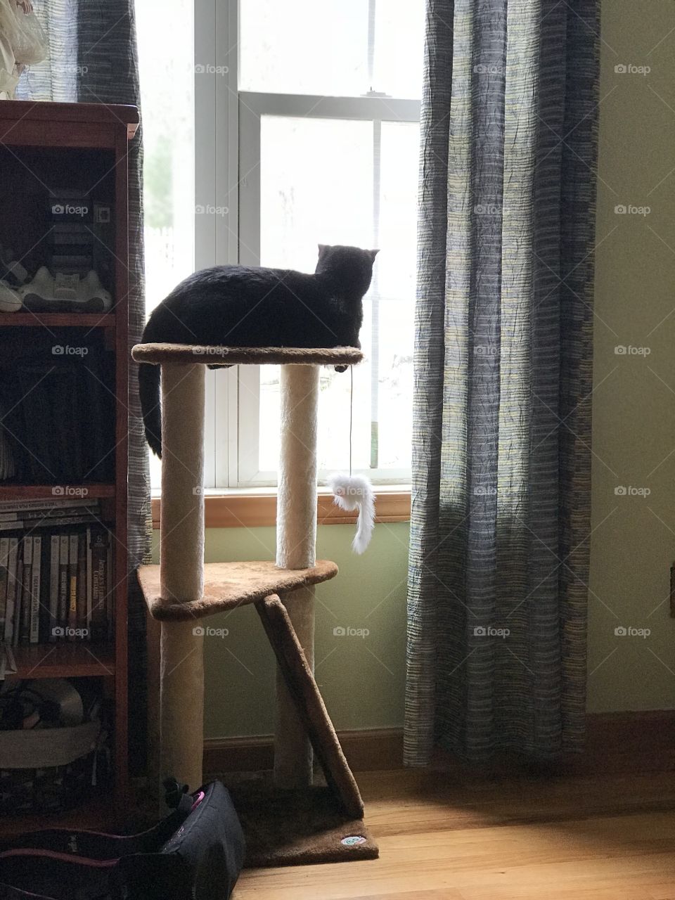 Her spot; Black USA cat staring out front window while laying on a small cat tree