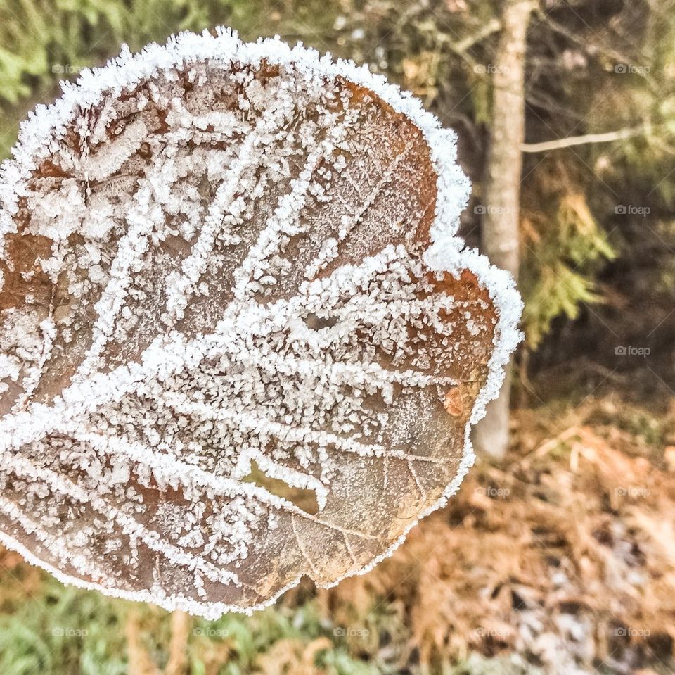 Frozen Leaf