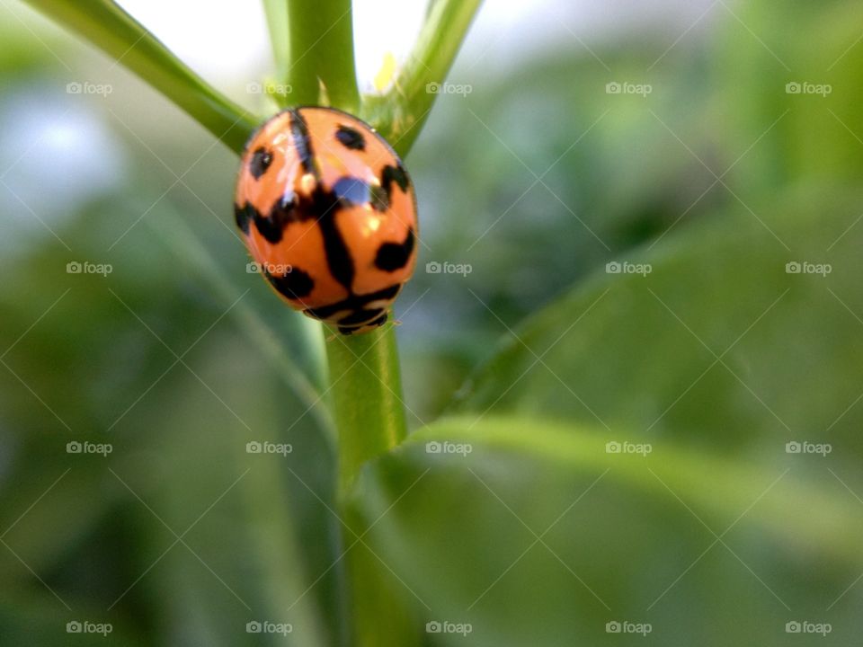 ladybug is shining 