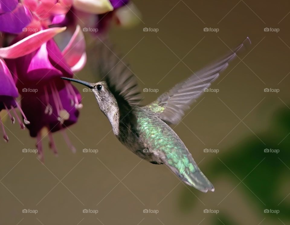 This bird seemed to freeze in flight, as if to be photographed.