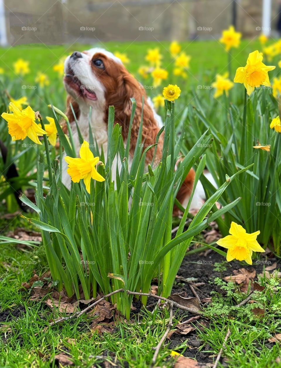 cavalier king Charles spaniel