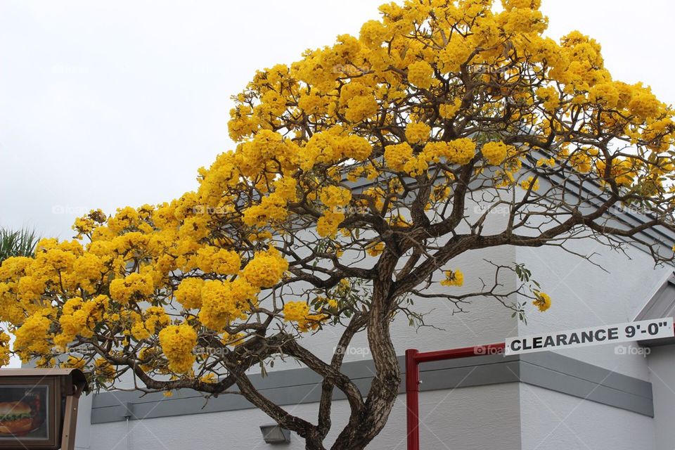South Fla tree yellow beauty
