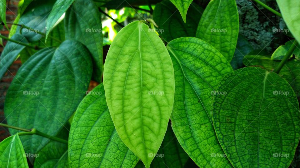 Piper betle grows vines or leans against other tree trunks
