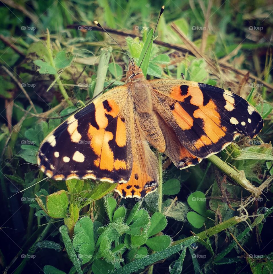 Beautiful orange and black butterfly. bug exploring .