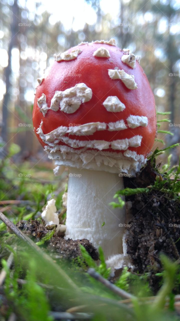 mushroom