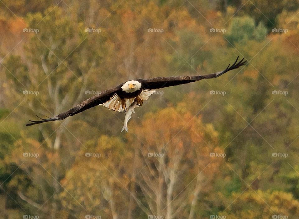 Eagle in flight #a6011