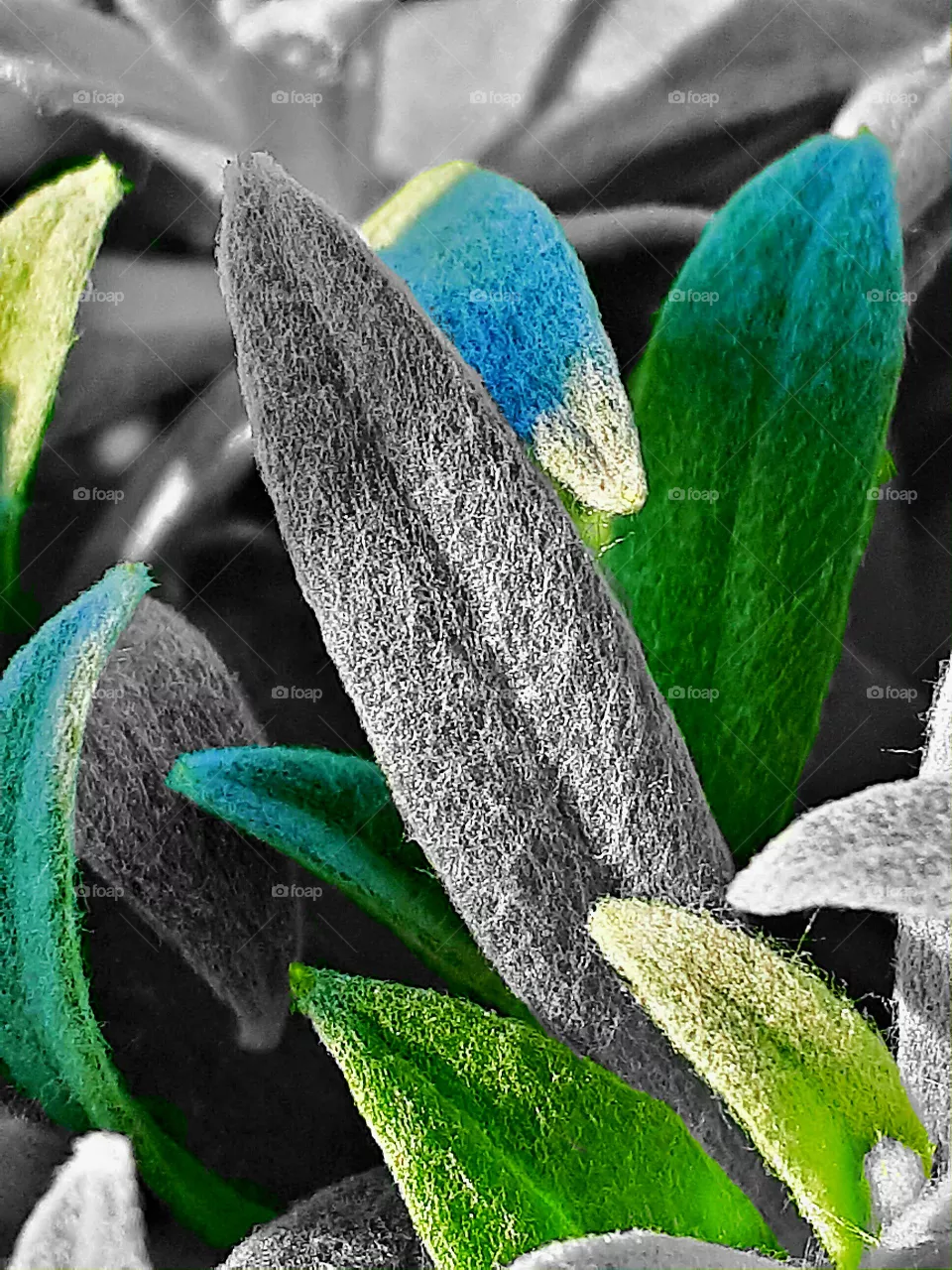grass