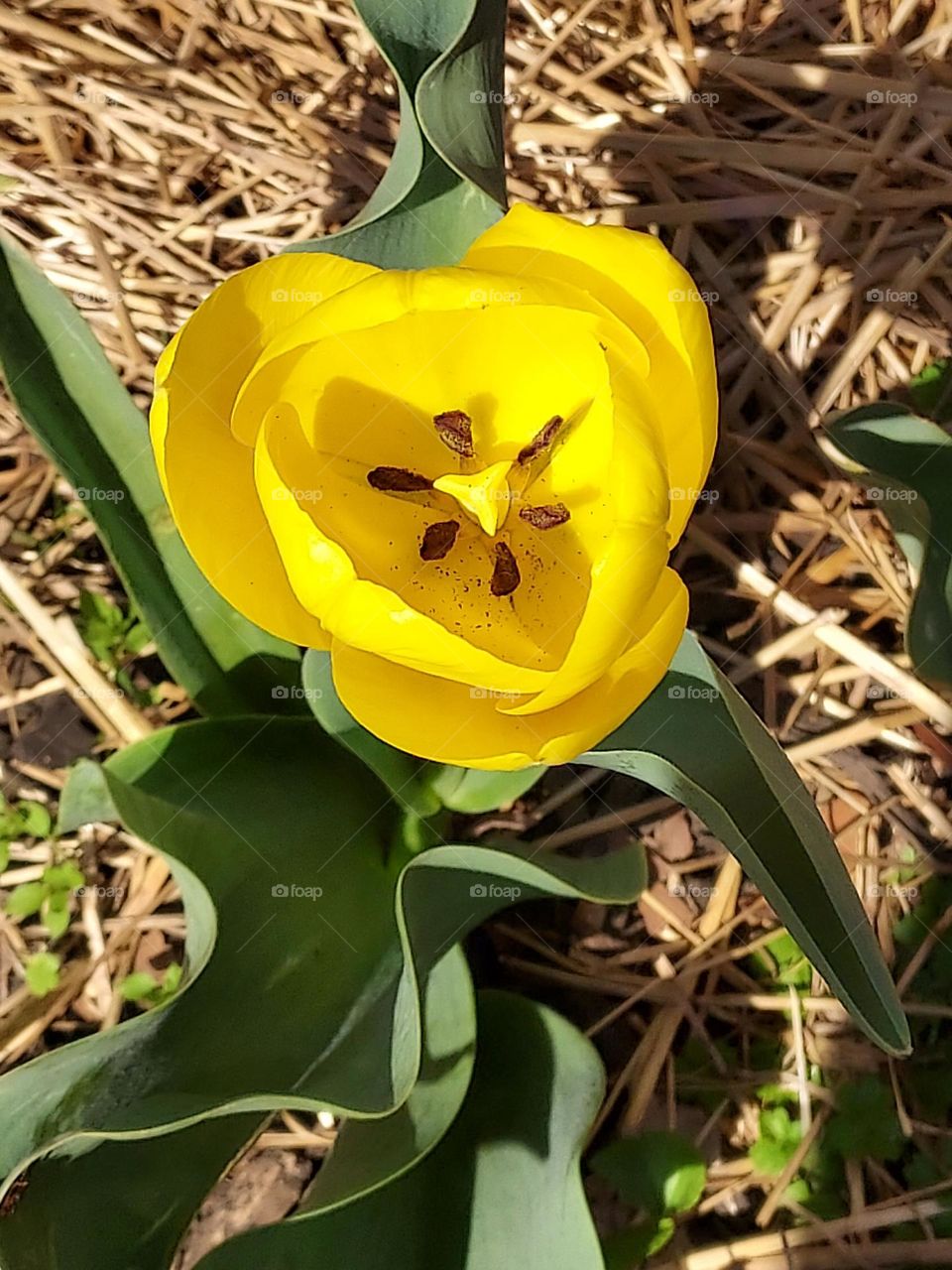 I have one tulip not sure what has happened to the others but I'll still enjoy the one.