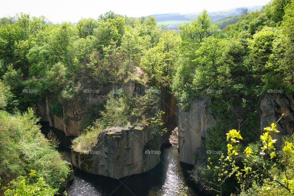 Scenic view of forest