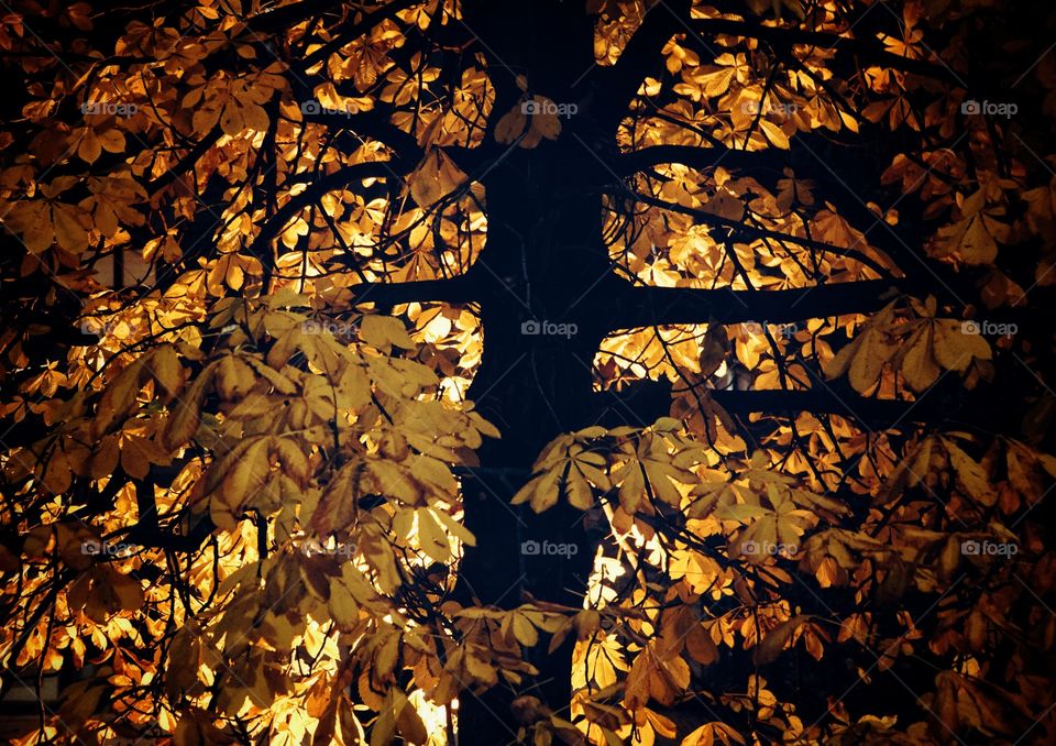 Backlit tree at autumn