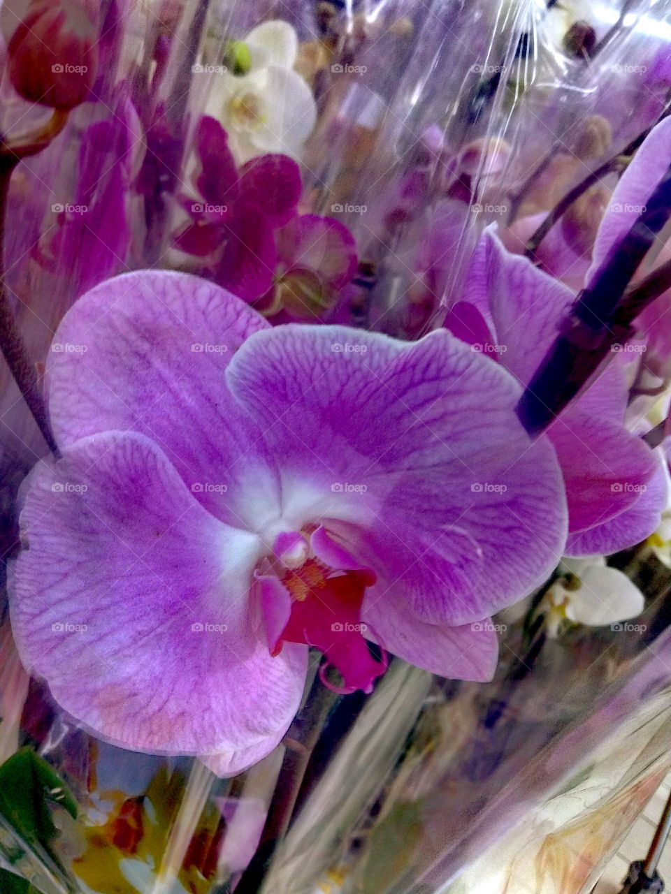 орхидея