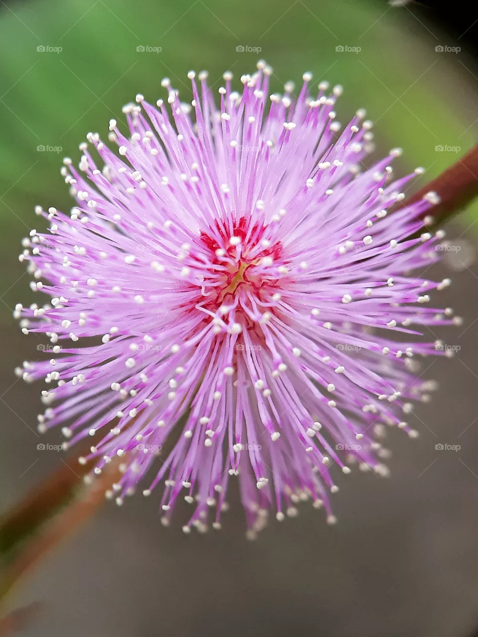 blooming