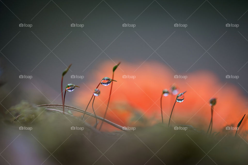 Beautiful raindrops on wild plants