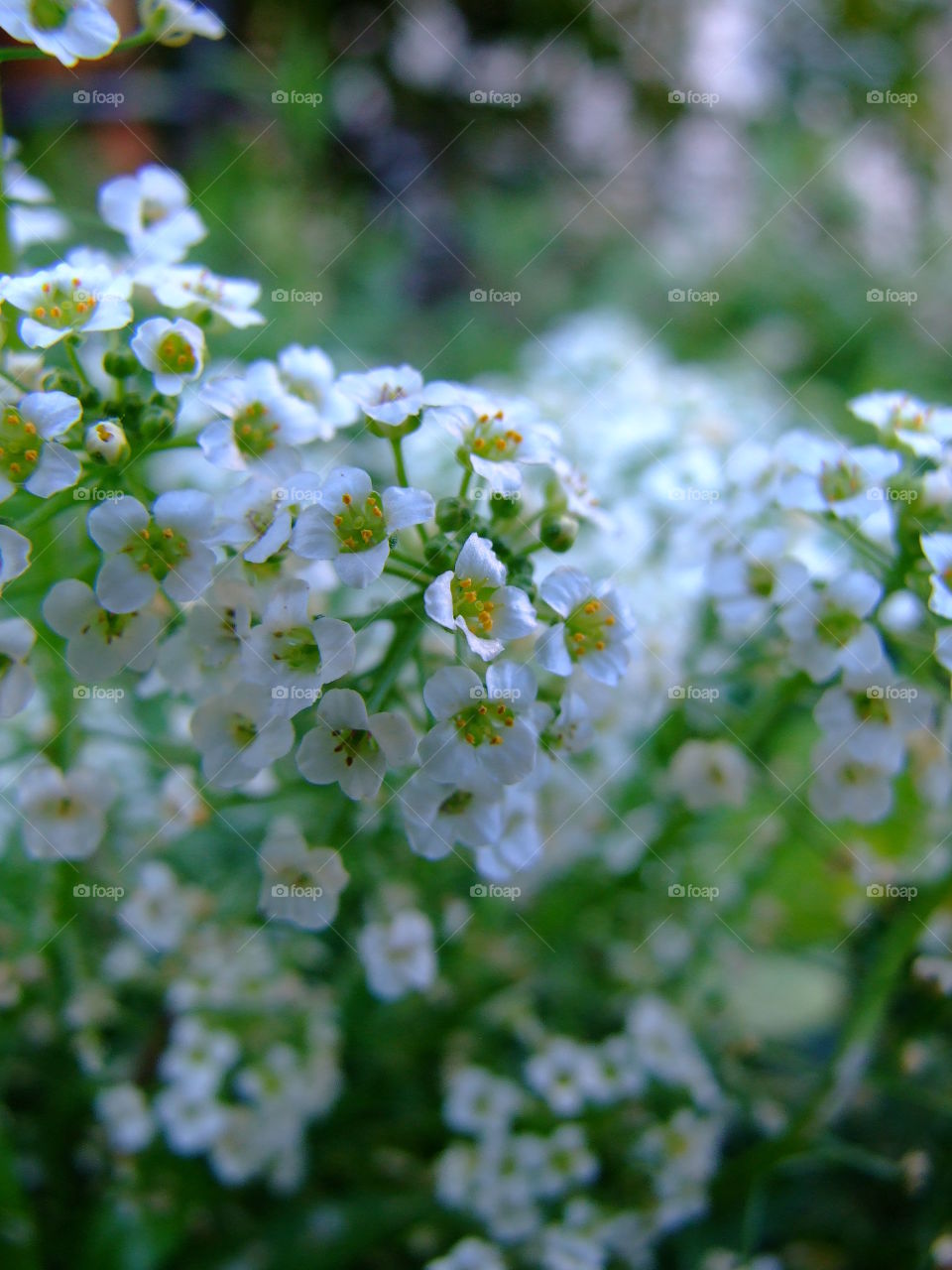 Tiny white blossoms