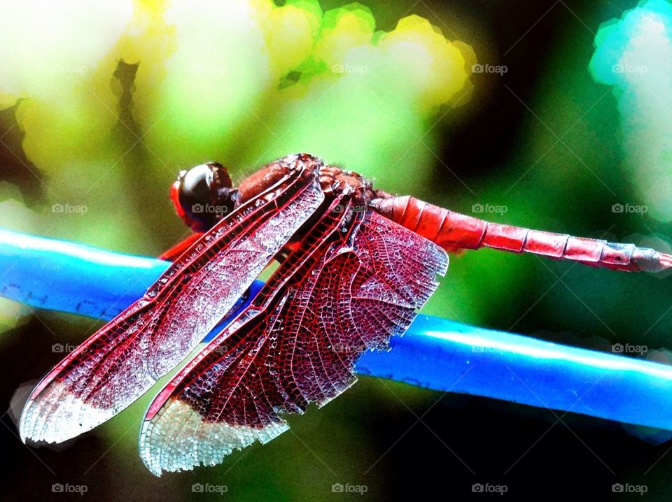 Close-up of dragonfly