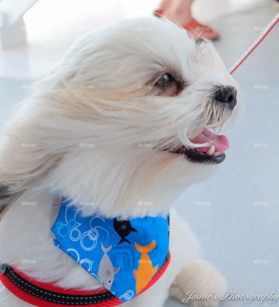 Boating in Margate for a adoption fundraiser for dogs 