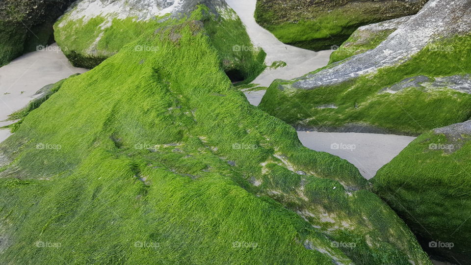 Close-up of moss on rocks