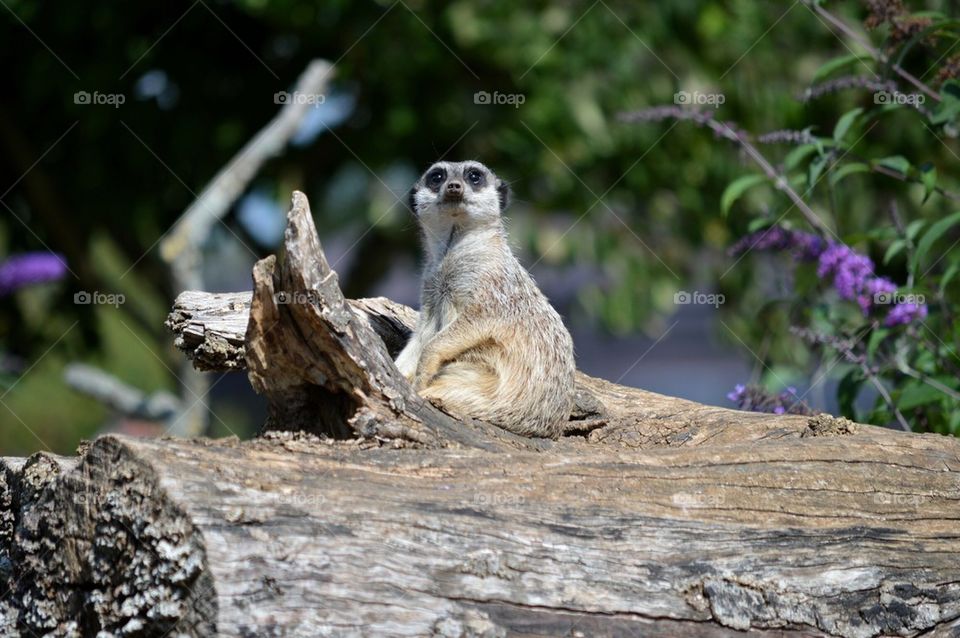 Curious meerkat