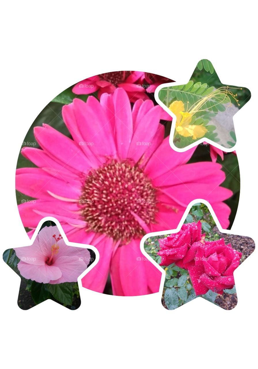 array of tropical buds