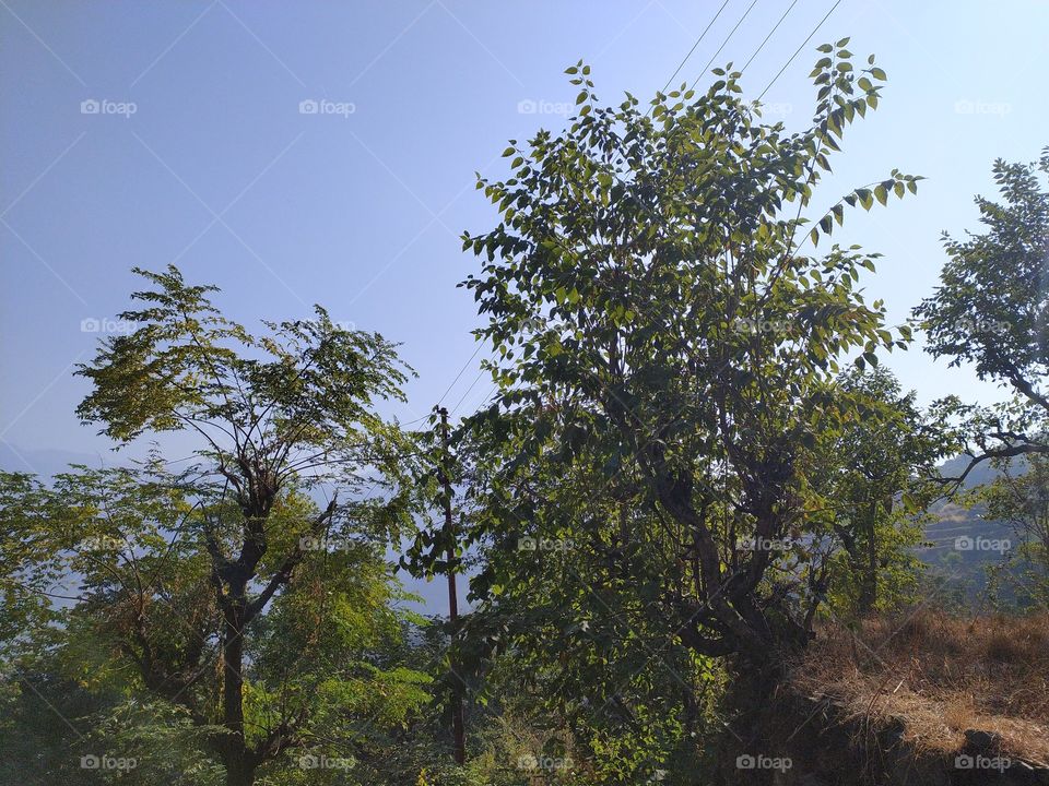 Winter in my village; trees enjoying the warm sun