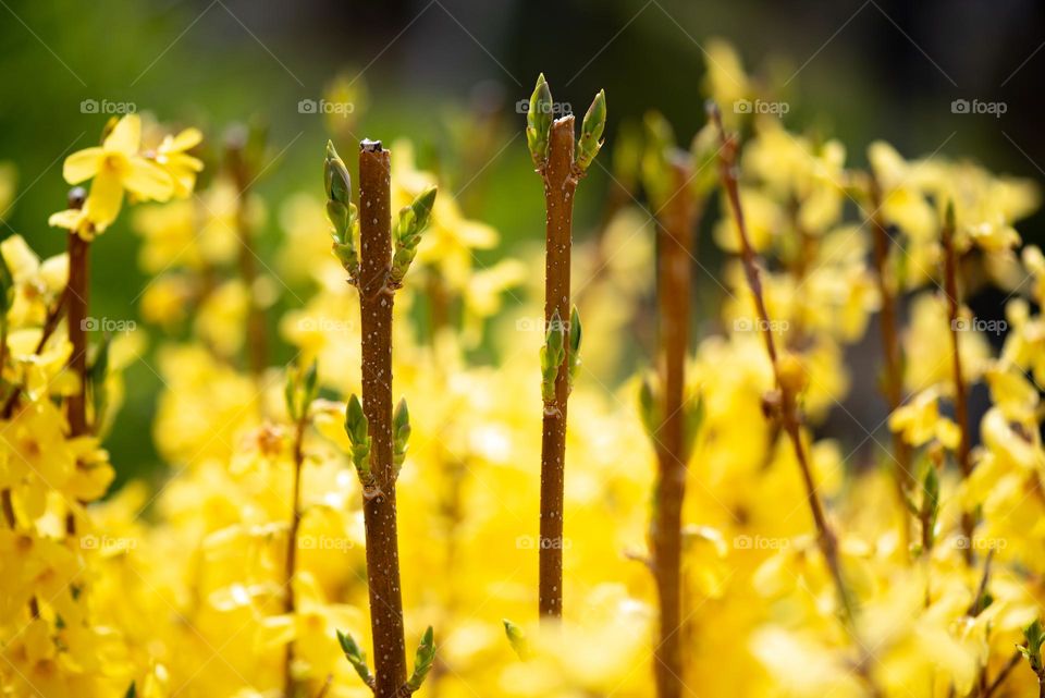 Nature’s yellow