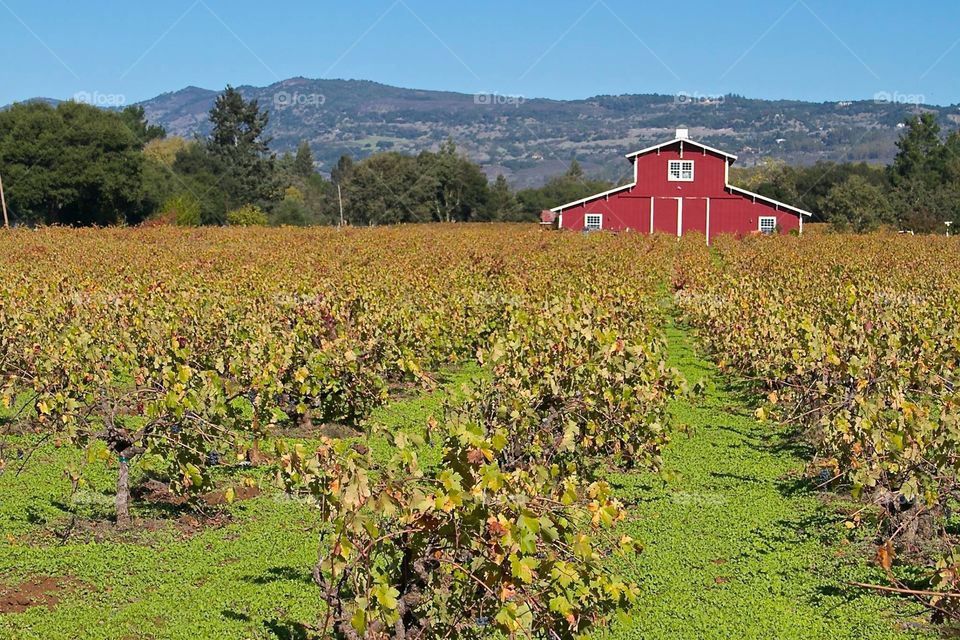 Fall harvest