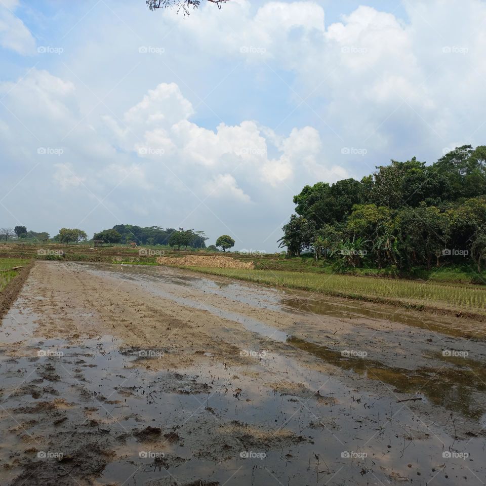 View of rice fields being worked on or after harvest