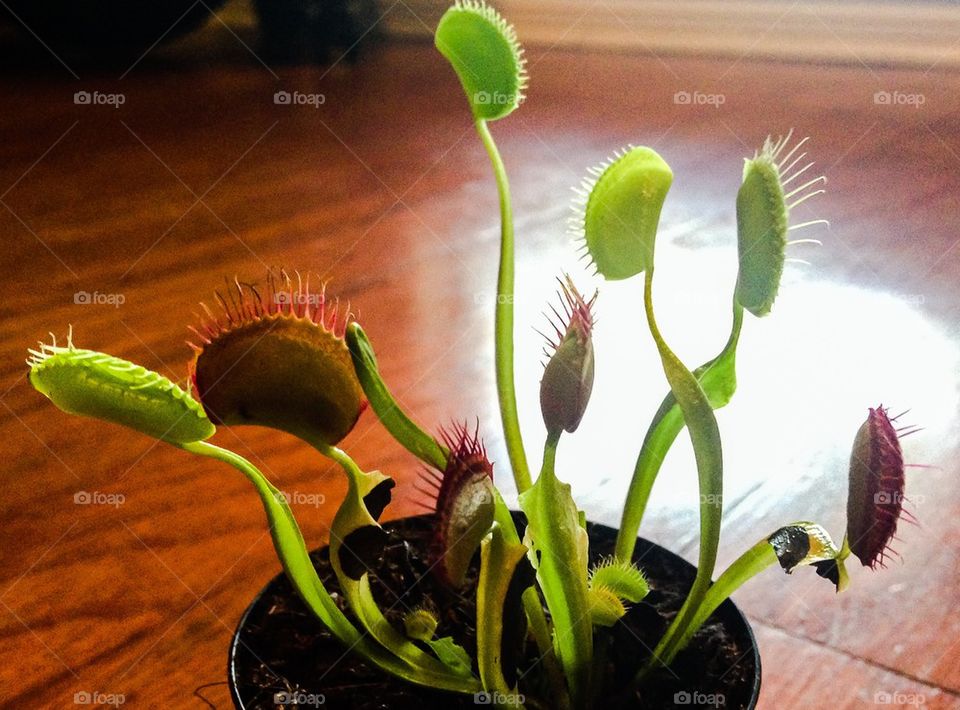 Venus Flytrap