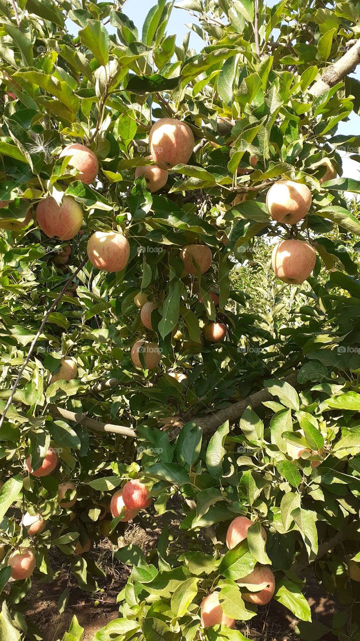 manzana ready para su cosecha