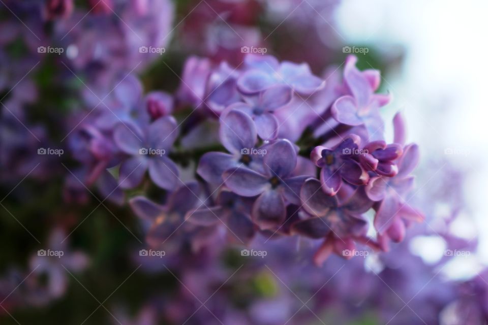 purple lilacs