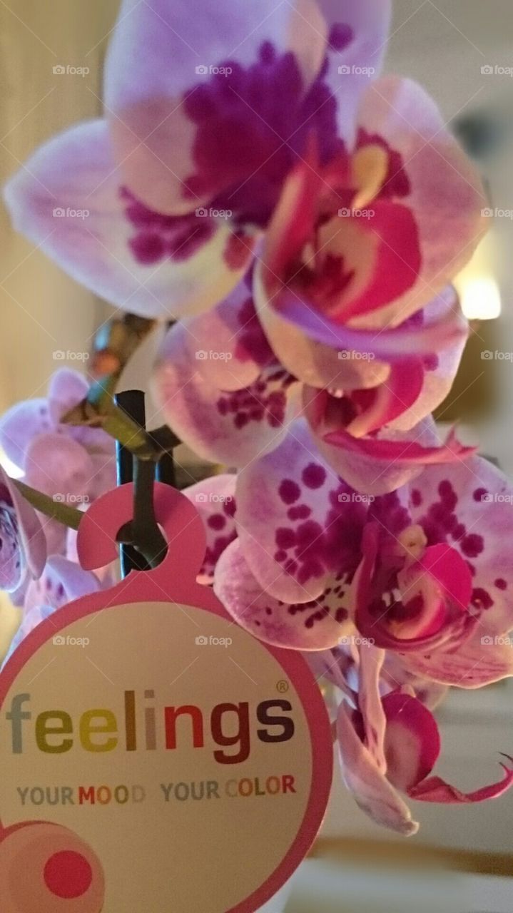 I pay no attention whatever to anybody's praise or blame. I simply follow my own feelings.
~ Wolfgang Amadeus Mozart