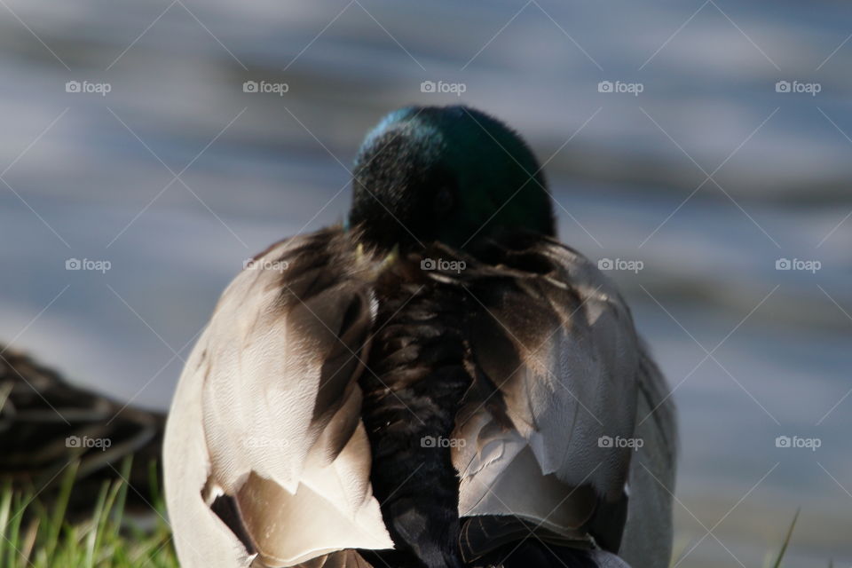 Bird, Duck, Water, Nature, Lake