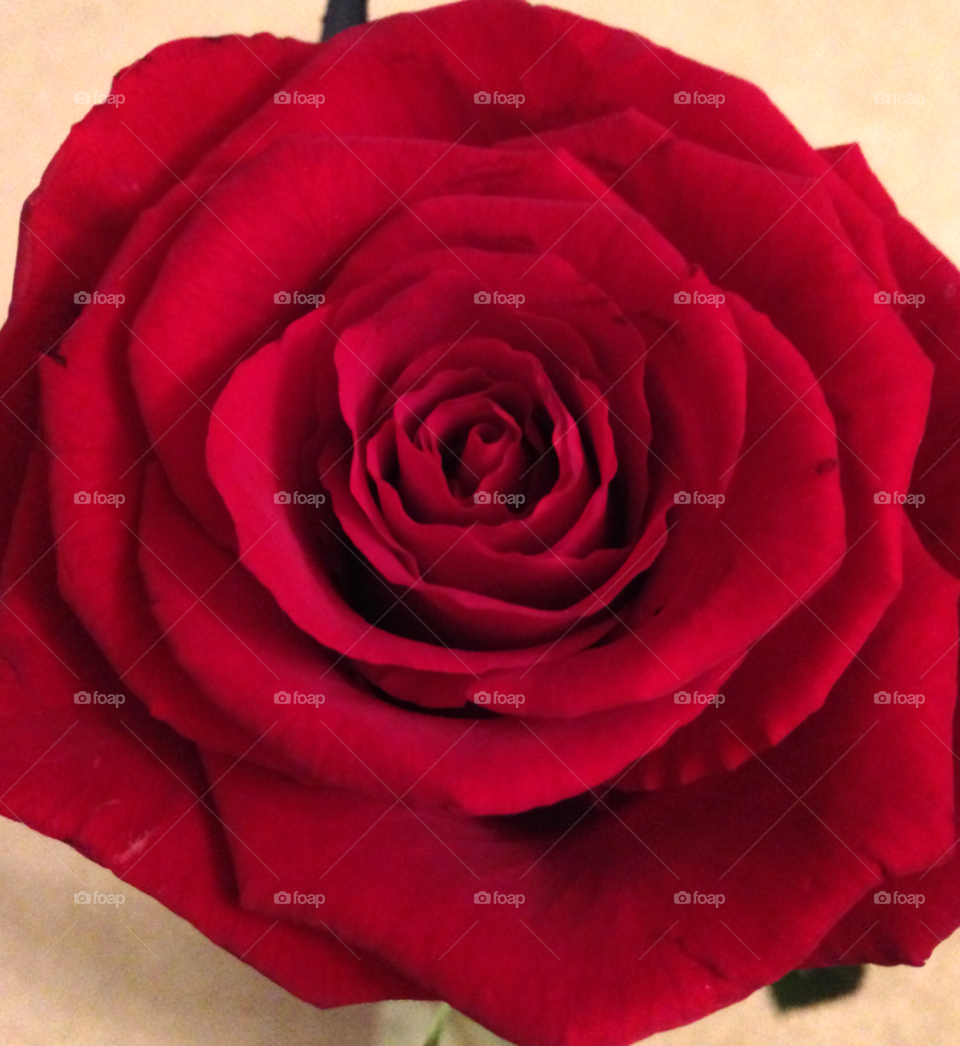 london red rose petals valentines day by ijbailey