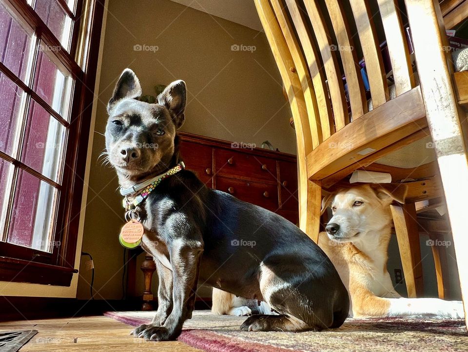 Black dog and tan dog next to a sunny window. The perfect indoor spot to snuggle on a cold morning.