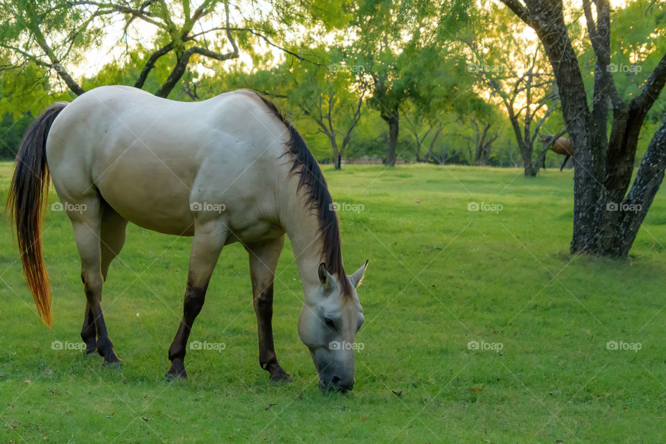 A horse I saw in Texas living in a paradise of many acres of land. Not sure if it’s feral but it was a beautiful sight to see. 