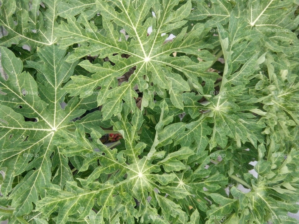 green leaves texture photo,Texture Design,Texture Photo,Background Texture Photo,Multipurpose Texture Design,Texture Photo for You,Standard Texture Photo,Color Texture Photo,Texture Photo for Everyone