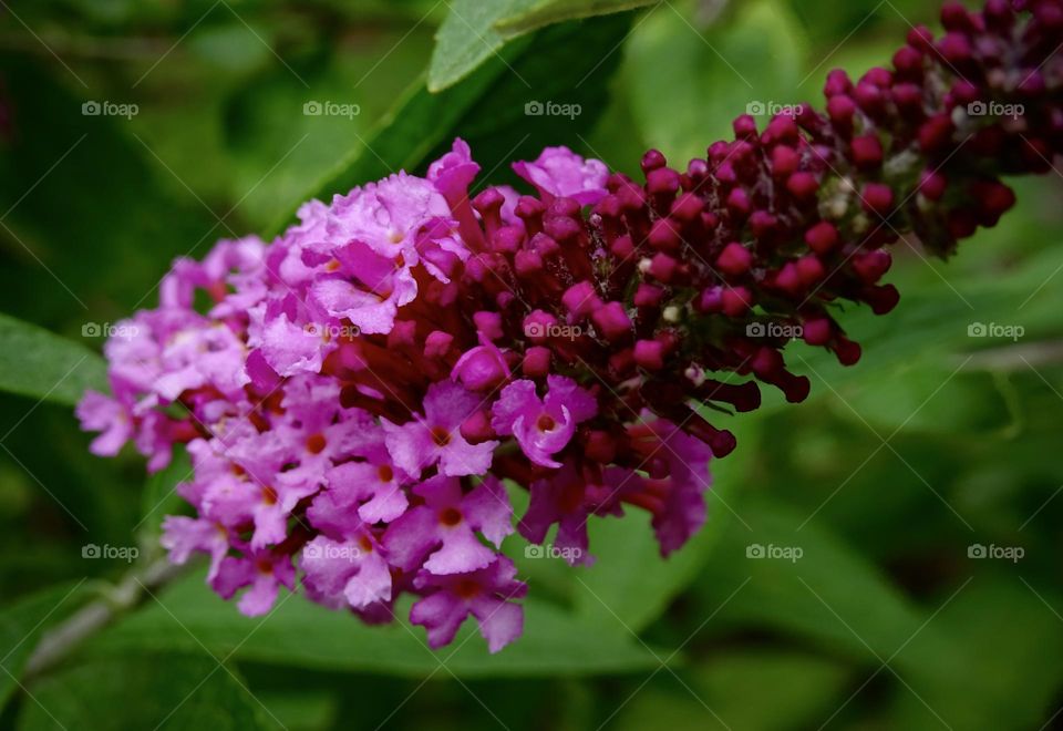 Butterfly bush in the garden