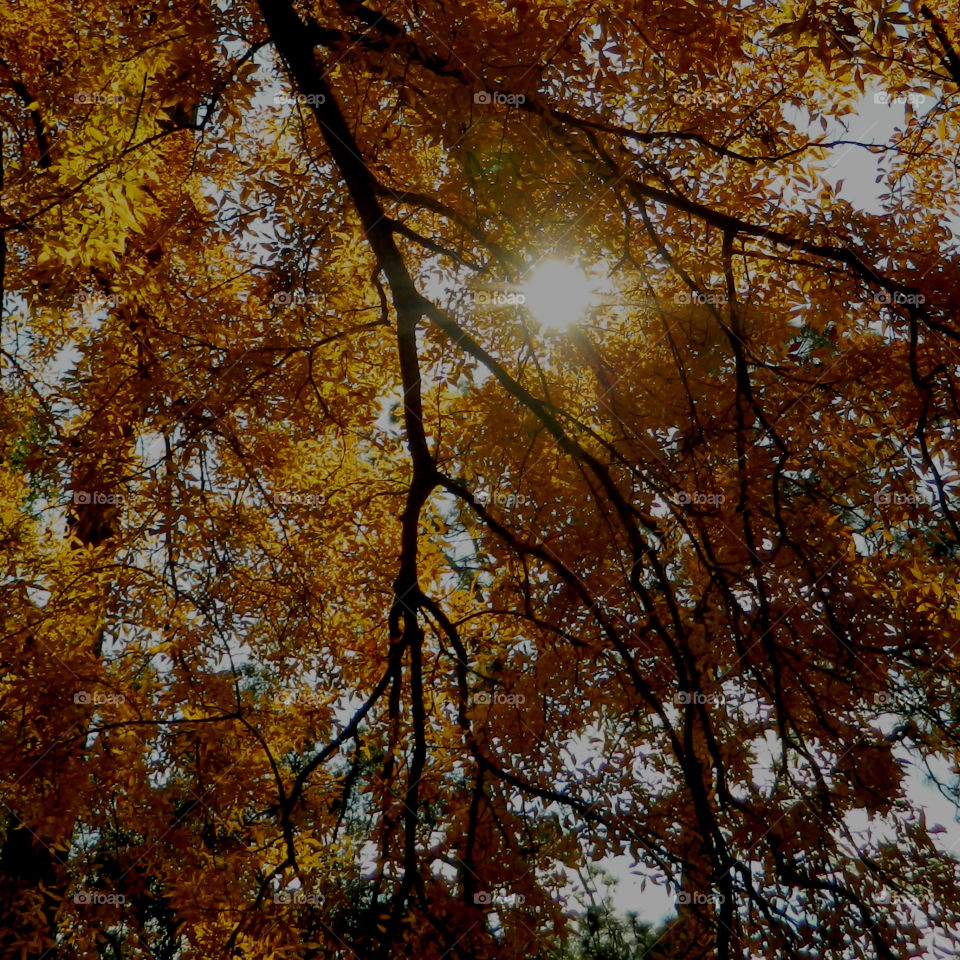 Captivating Illuminating Sunrays! 
It is a dazzle with splendor and a soul-swelling experience to capture brilliant sunrays! Between the gaps in the forests canopy and the tall grasses, lances of molten gold beams splash through the atmosphere and onto the earth!