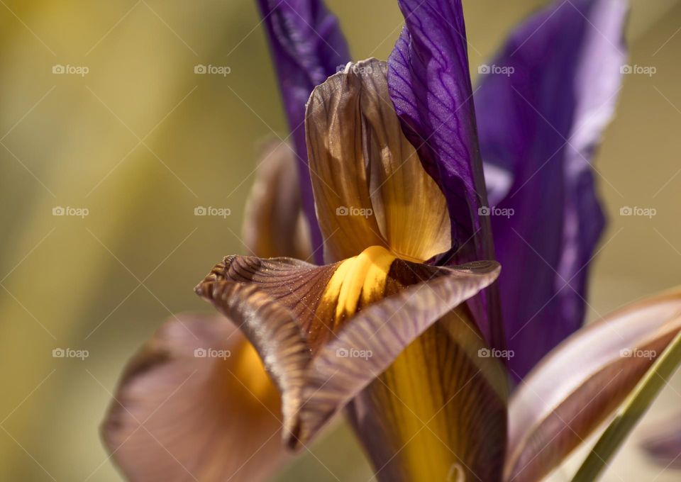 Purple and yellow iris 