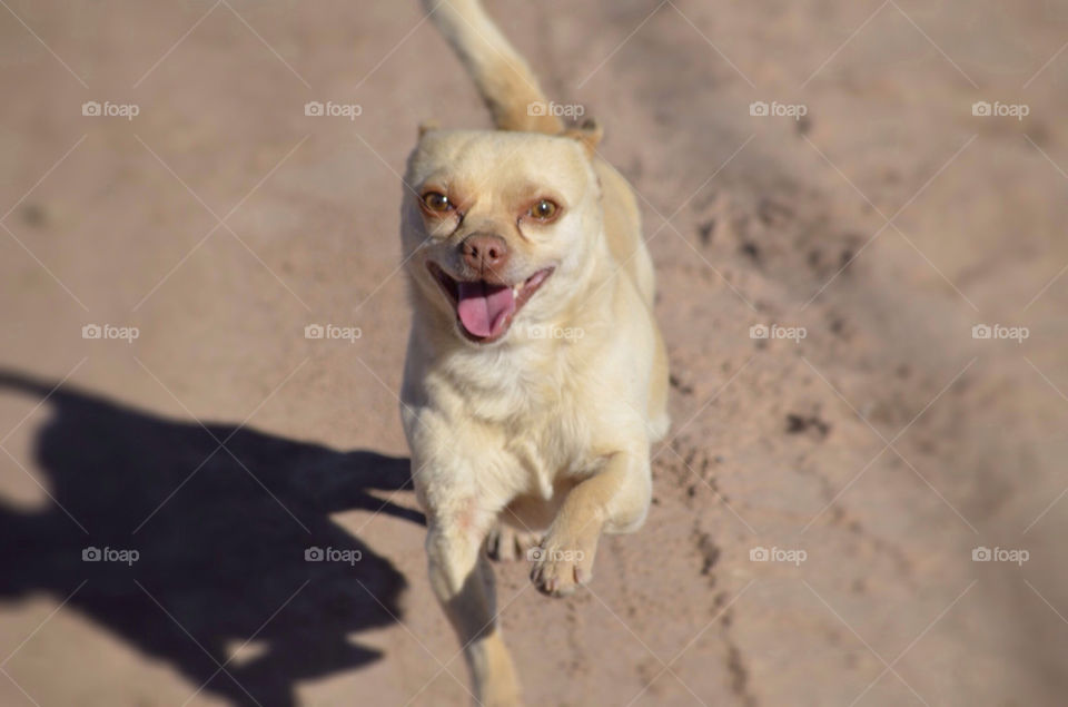 Happy dog running in the sun