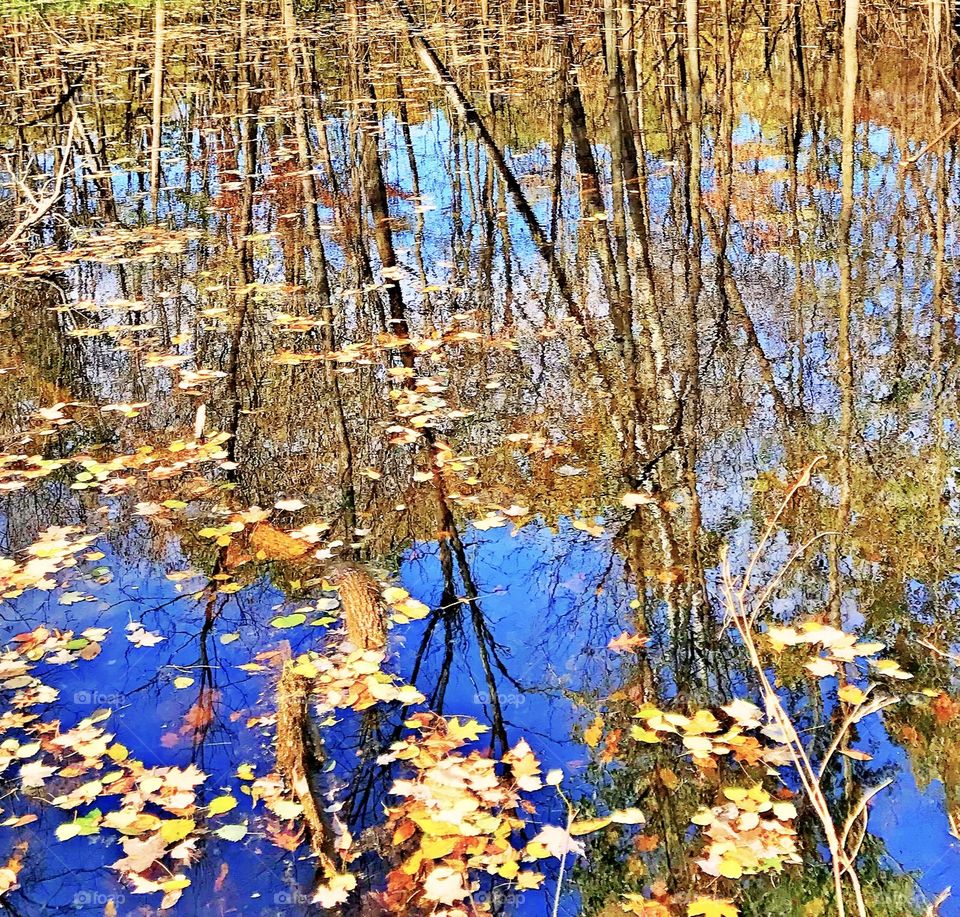 Reflections in the pond