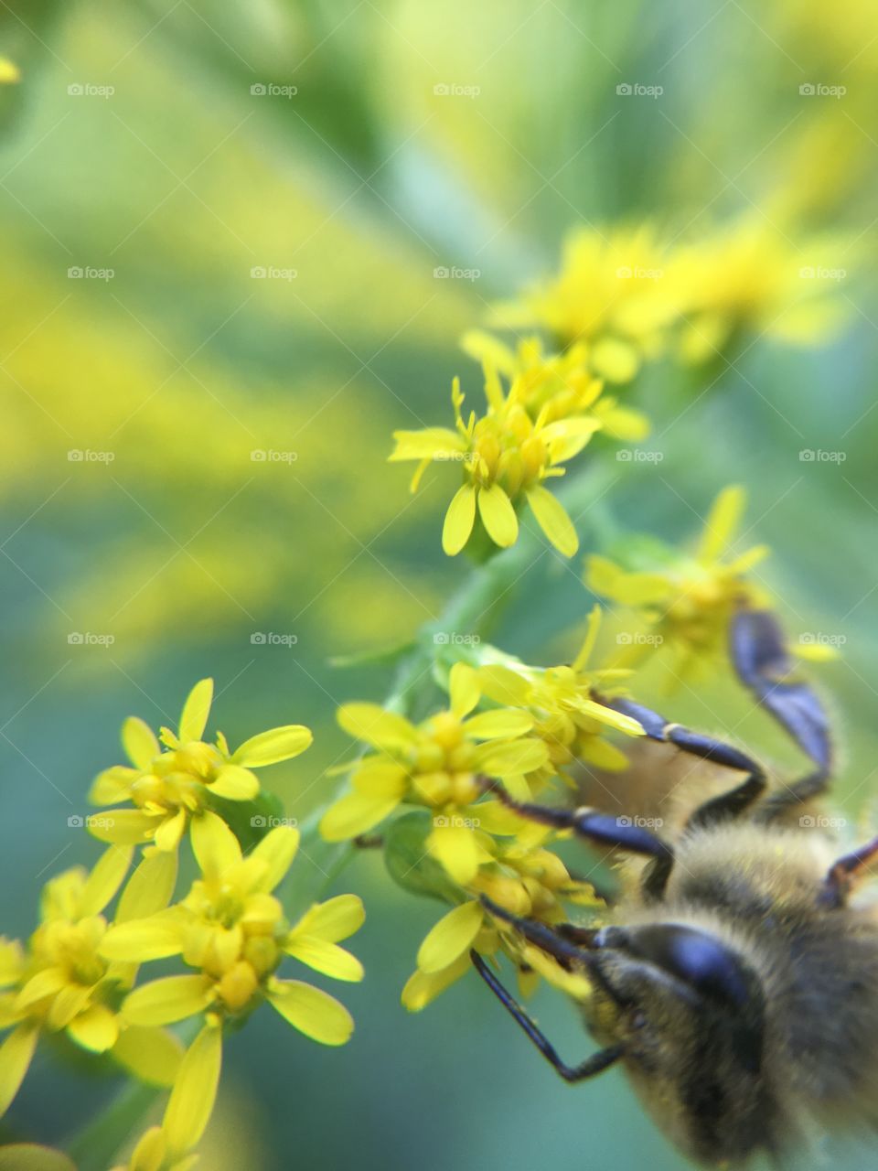 Bee on goldenrod