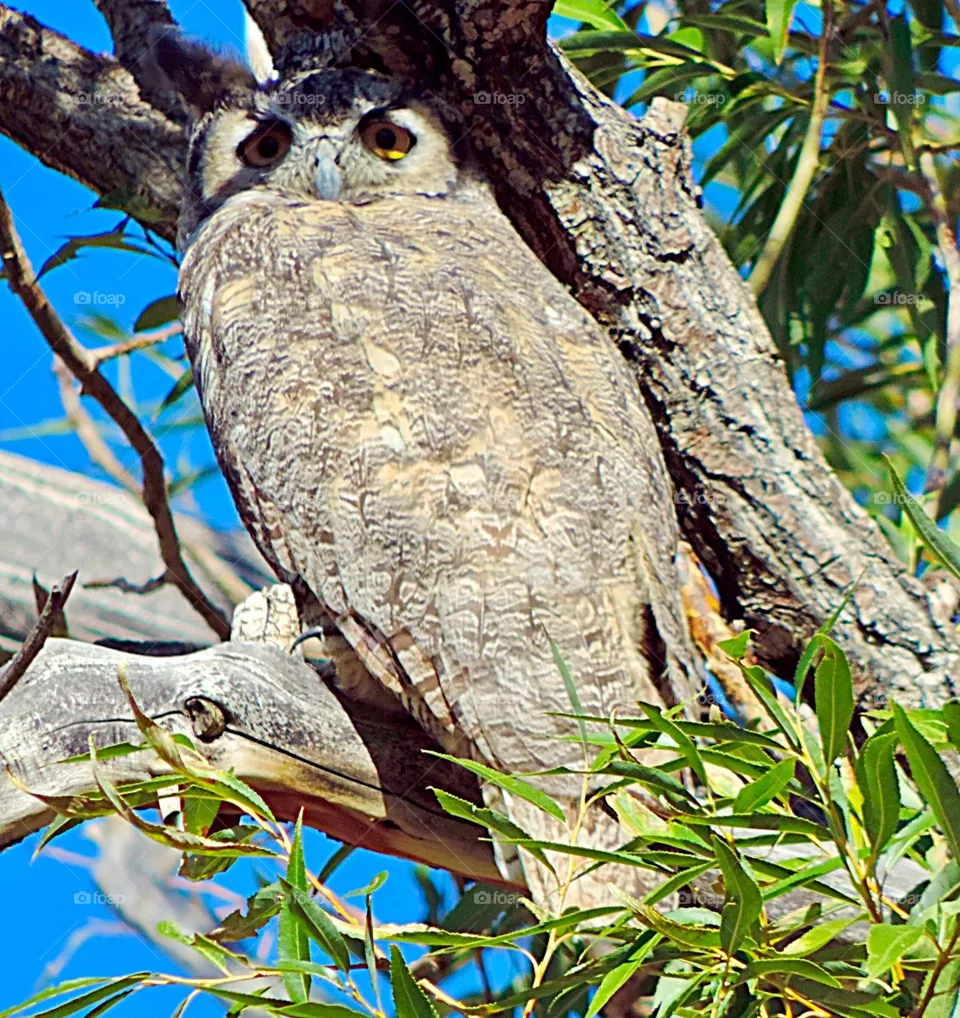 Owl