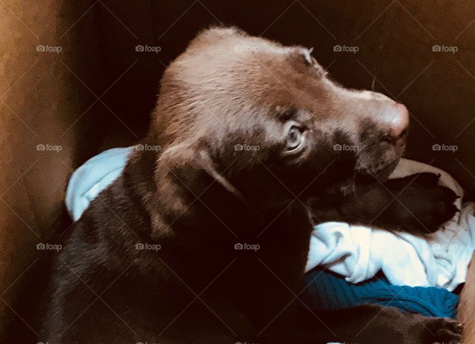 Beautiful 7 week old Chocolate Labrador and Pitt Bull mix puppy a little nervous about traveling to his new home in South Georgia. 
